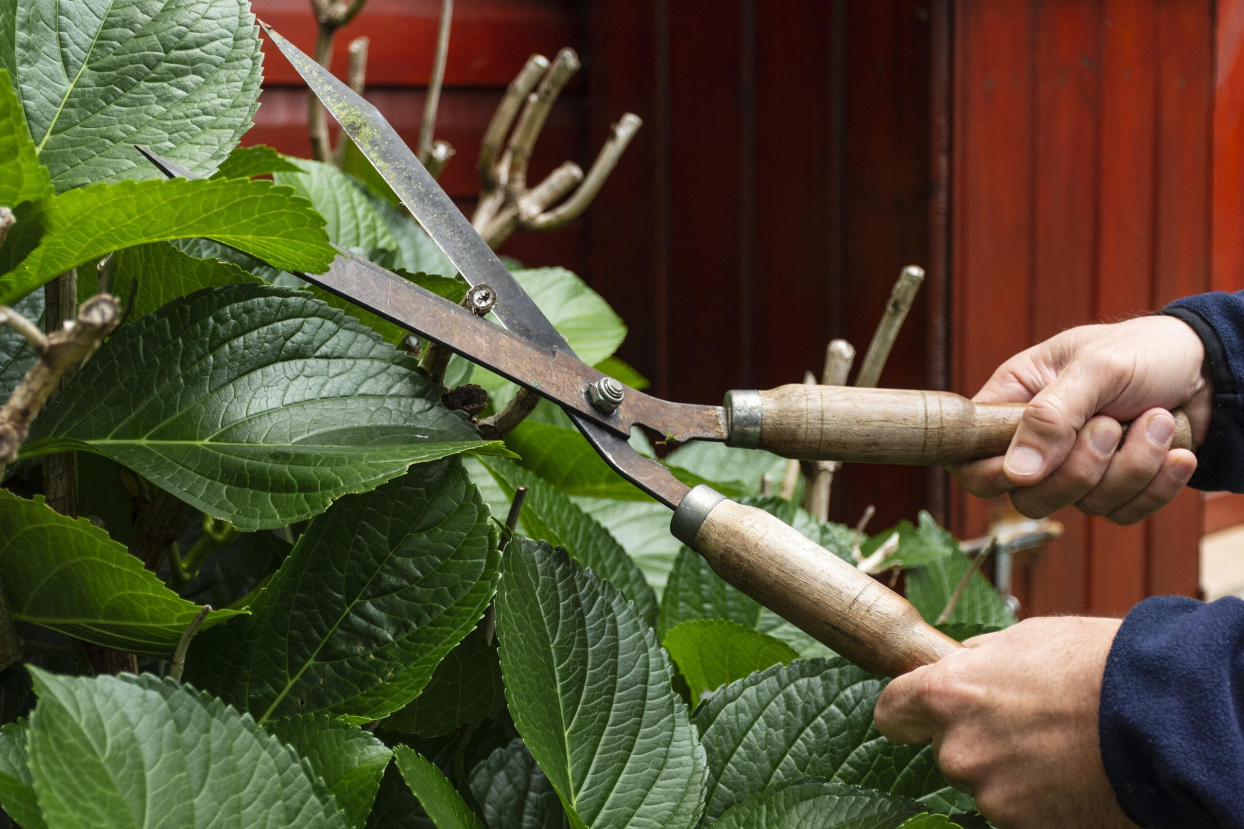 close-up-cutting-plant-leaves