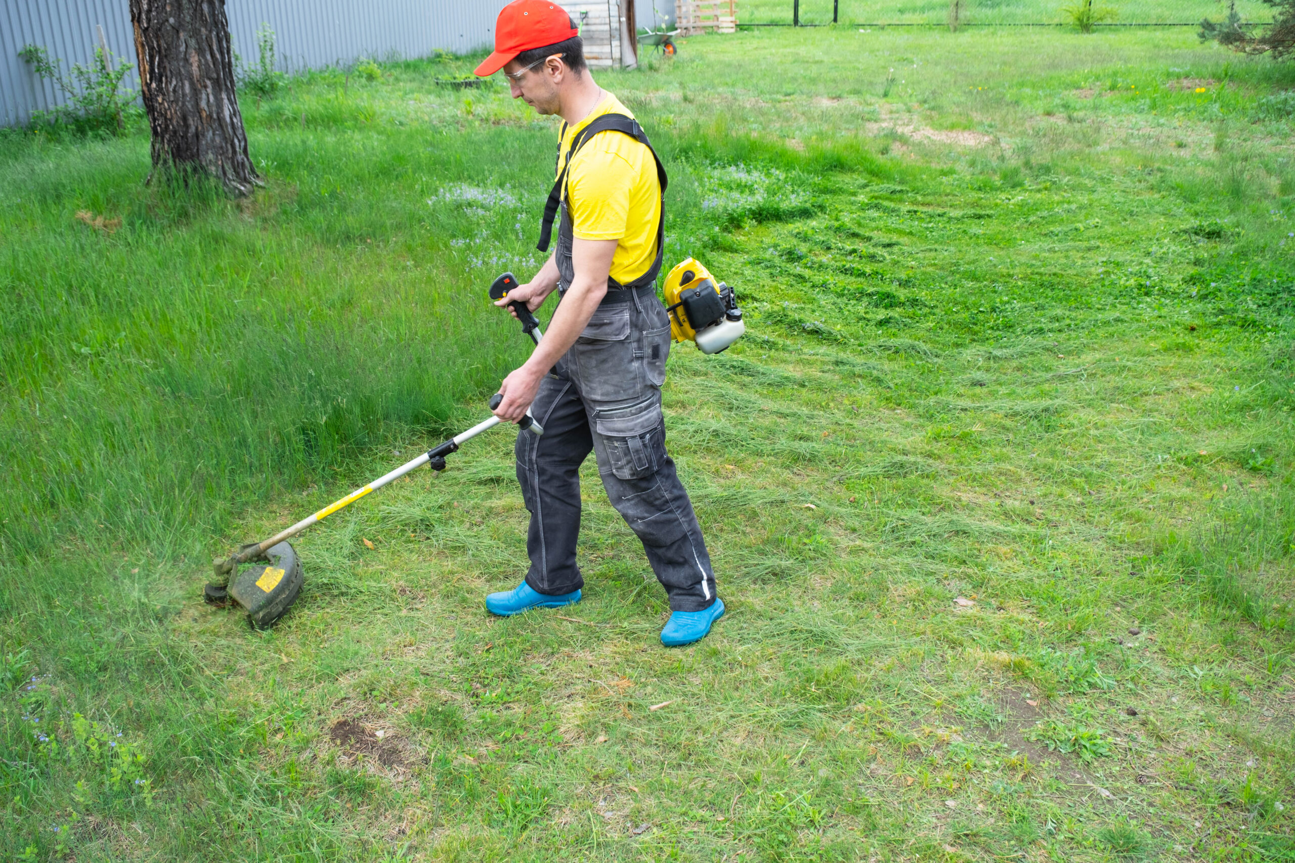 A male gardener mows the green grass of the lawn in the backyard with a gasoline mower. Trimmer for the care of a garden plot
