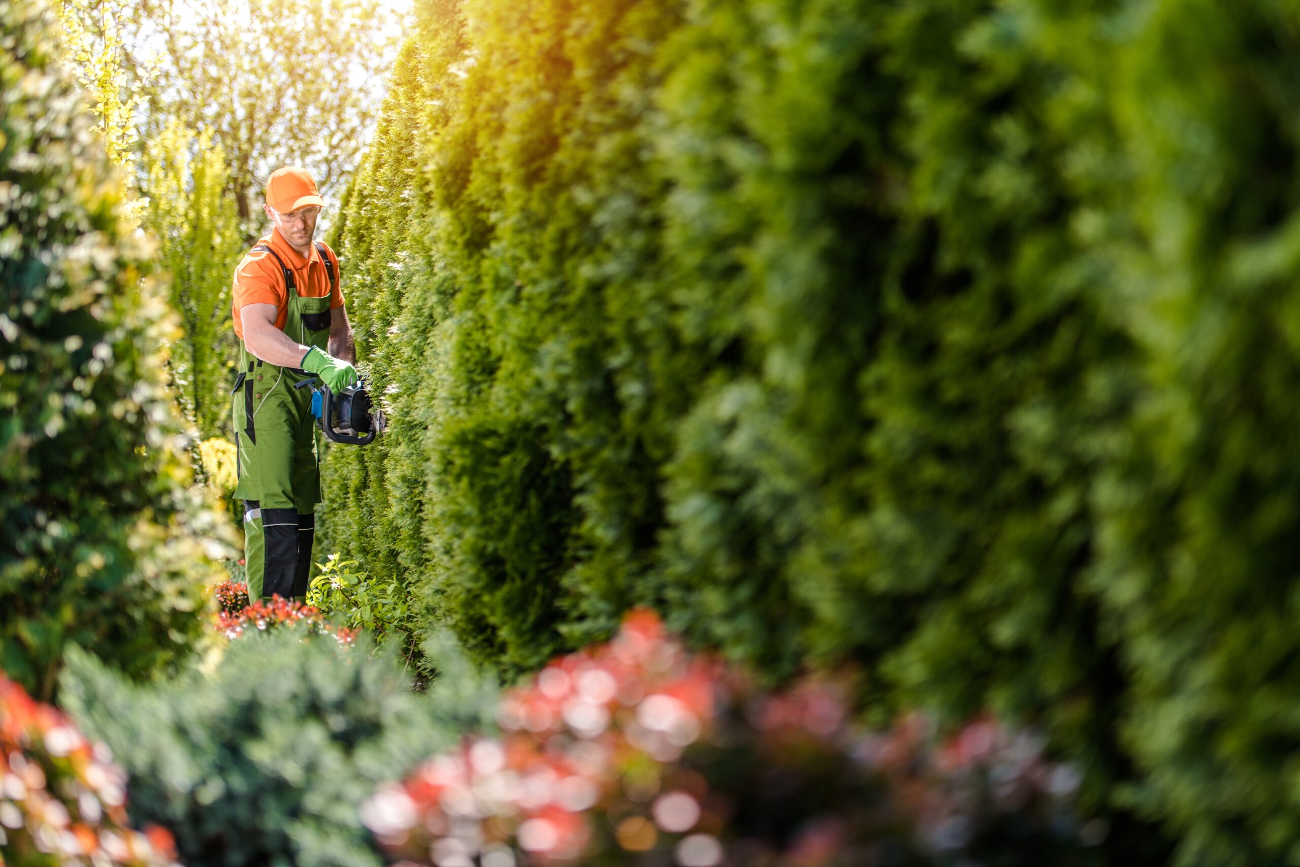 Men Trimming Wall of Garden Thujas Hedge Using Gasoline Trimmer. Caucasian Gardener in His 30s.