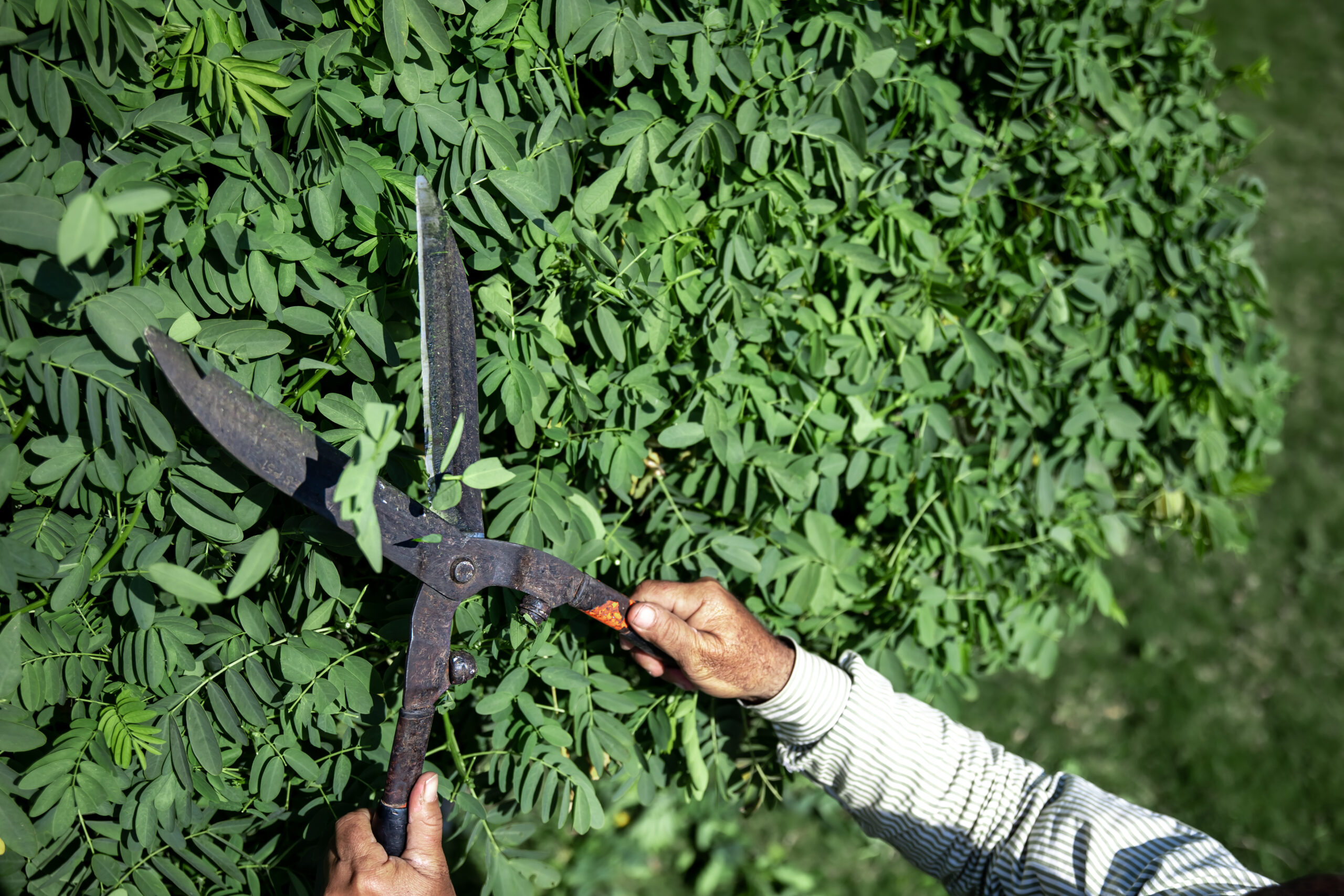 The old gardener cuts the bush with large metal old pruning shears. Garden care.
