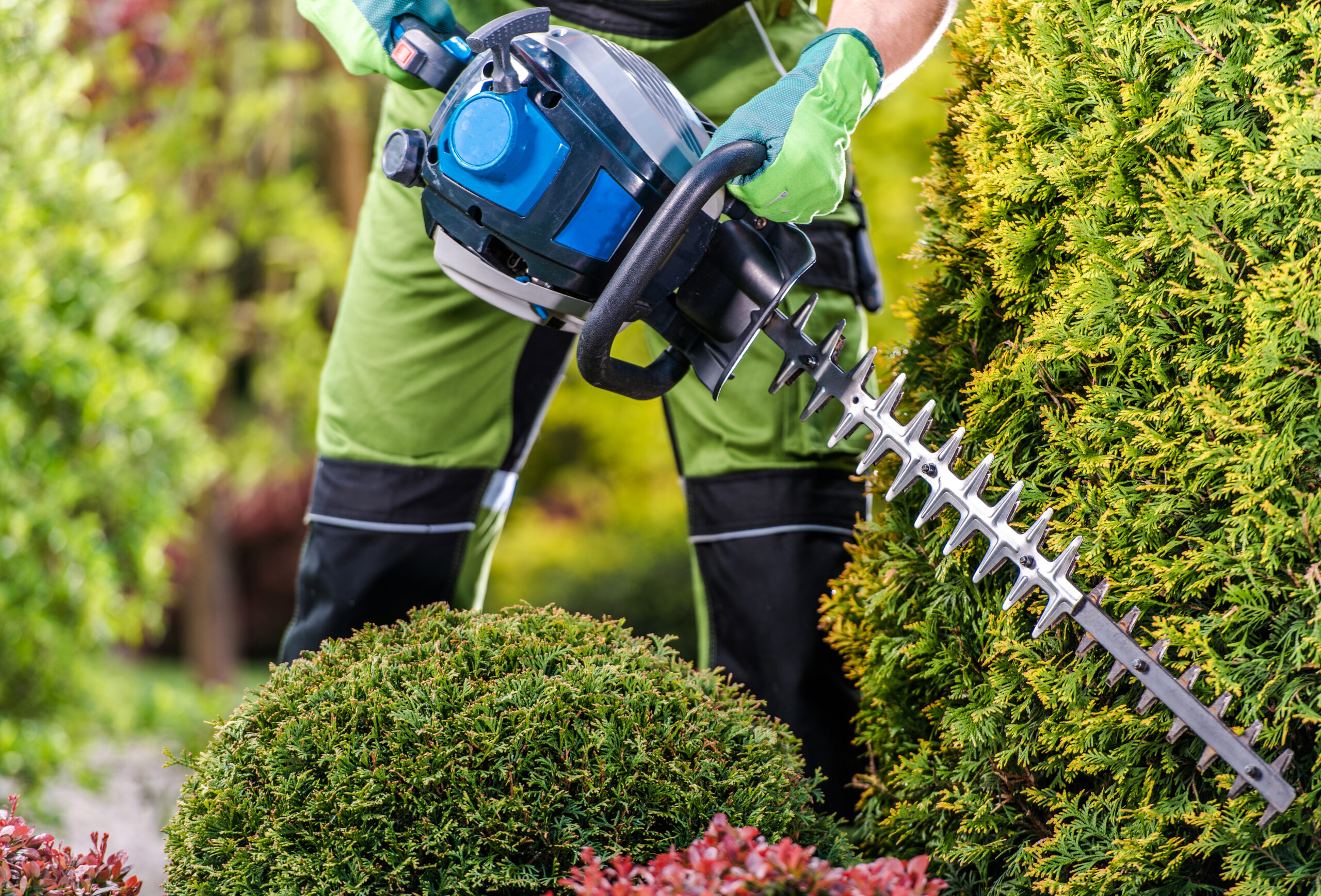 Thujas Trees Green Wall Shaping with Gasoline Hedge Trimmer. Caucasian Gardener Trimming Plants Close Up