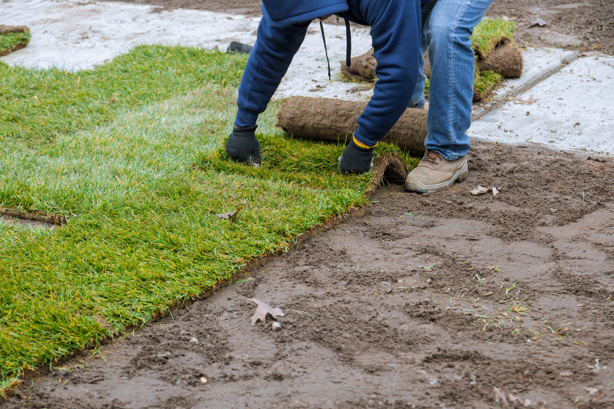 Applying rolled green grass with laying sod for new lawn applying turf rolls