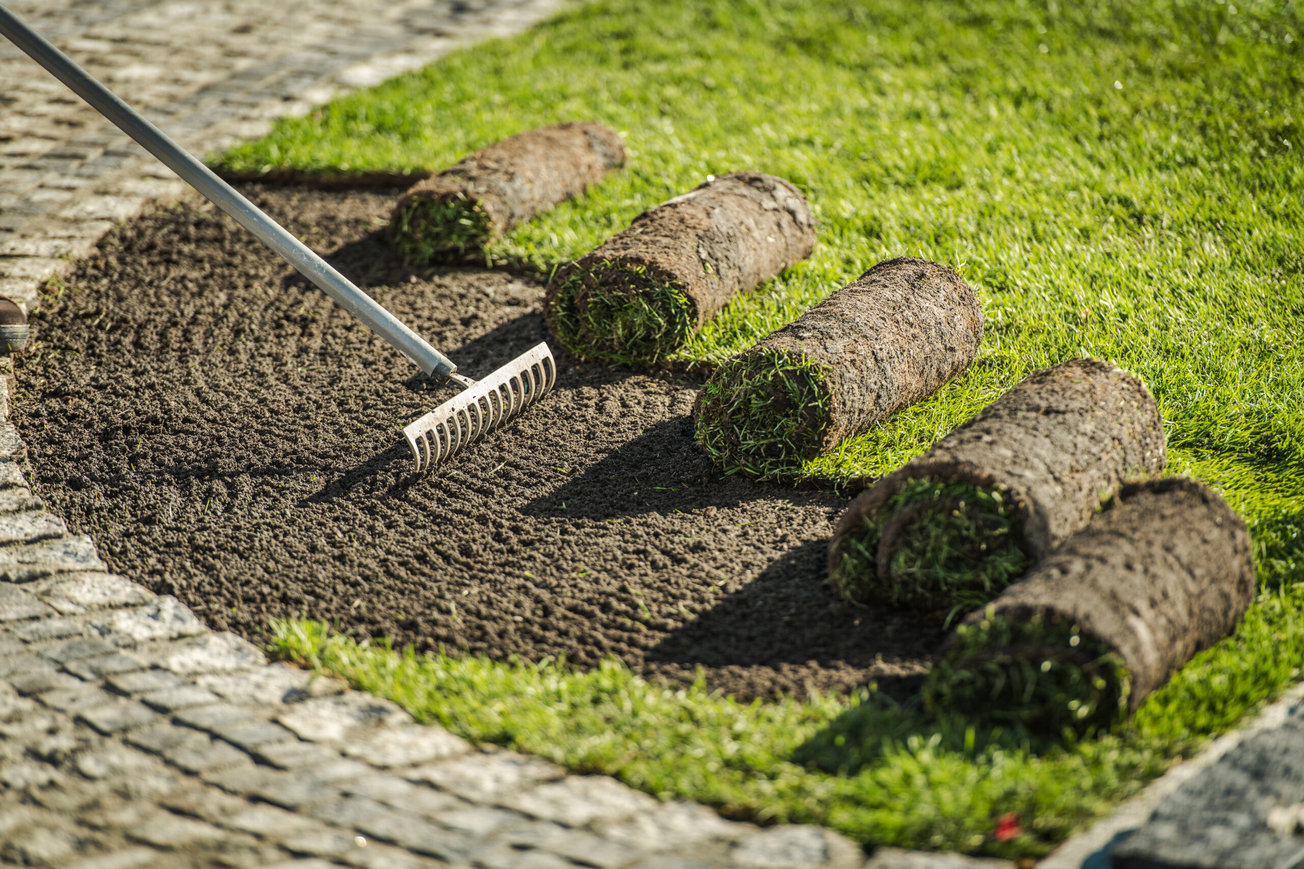 Natural Grass Turf Rolls Installation in Residential Backyard Garden. Gardening and Landscaping Theme.